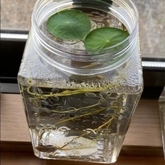 大賀蓮の苗
