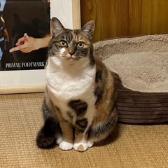 里親さん募集中　三毛猫ちゃん