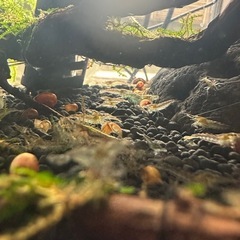 ミナミヌマエビ　7匹