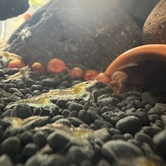 ミナミヌマエビ　7匹の画像