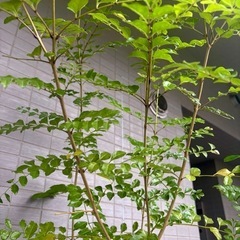 《無料でお譲りします》　鉢付きシマトネリコの画像