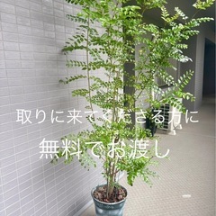 《無料でお譲りします》　鉢付きシマトネリコ