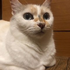 里親さん募集中　白猫ちゃん
