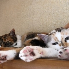 里親さん募集中　白猫ちゃん - 猫