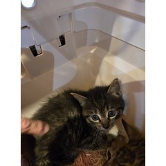 緊急保護依頼で3匹保護 - 猫