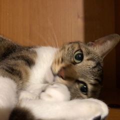 里親さん募集中　キジ白ちゃん - 鶴ヶ島市