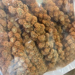 赤粟の穂　仕入れました。の画像
