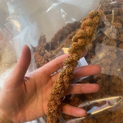 赤粟の穂　仕入れました。