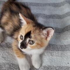 個性的な可愛い三毛子猫