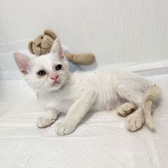 【白猫】甘えん坊な可愛い男子