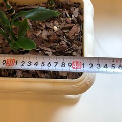 ミリオンバンブー　受皿付きの画像