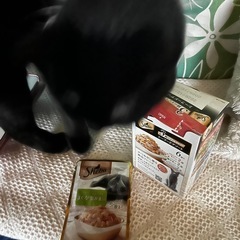 猫(ニャンズ)に癒される 猫のいるハワイアンリラクゼーションサロン🐈‍⬛てんしの百合かご🐈‍⬛ で心も体も癒される〜 − 岐阜県