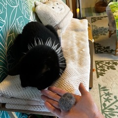 猫(ニャンズ)に癒される 猫のいるハワイアンリラクゼーションサロン🐈‍⬛てんしの百合かご🐈‍⬛ で心も体も癒される〜 - ボディケア