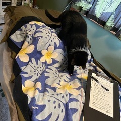 猫(ニャンズ)に癒される 猫のいるハワイアンリラクゼーションサロン🐈‍⬛てんしの百合かご🐈‍⬛ で心も体も癒される〜 - 地元のお店