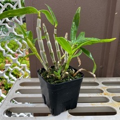 デンドロビウムなどの画像