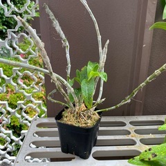 デンドロビウムなどの画像