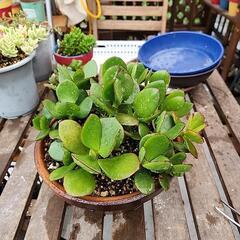 多肉植物　金のなる木400