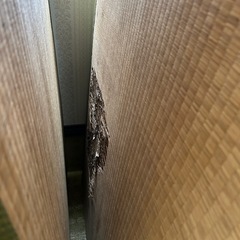 畳6枚無料で差し上げます
の画像
