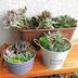 ランキングキーワードに紐づく投稿画像-観葉植物