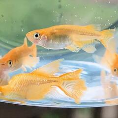 【ワンコイン🌼】メダカ 針子👶🏻 8匹   竜章鳳姿 優雅✨ヒレ長 ピンクほっぺ🩷  めだか ラメ 鰭ヒラヒラ の画像