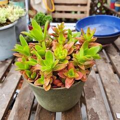 多肉植物　火祭り400