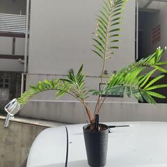 【観葉植物】ザミア　フロリダーナの画像