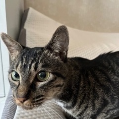 4歳女の子甘えん坊の猫ちゃん