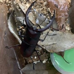 今期初物ノコギリクワガタの画像