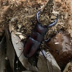 今期初物ノコギリクワガタの画像