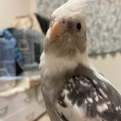 オカメインコホワイトフェイス里親募集