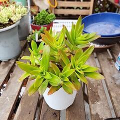 多肉植物　火祭り200