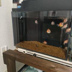 60㌢水槽☆オールガラス縁無し！