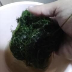 ウィローモス　バケツ１つ分の画像