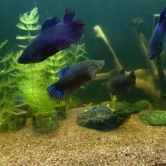 ベタ　6匹　熱帯魚🐠