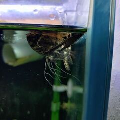 バタフライフィッシュ　1匹　熱帯魚🐠
