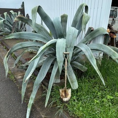 アメリカーナ特大株