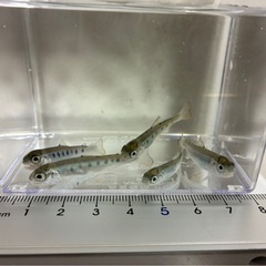 ヤマメ　稚魚