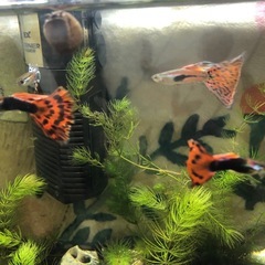 熱帯魚鑑賞魚レッドクラスグッピー　熱帯魚の画像