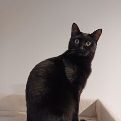 真っ黒なツンデレ美人さん