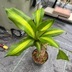 ランキングキーワードに紐づく投稿画像-観葉植物