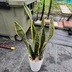 ランキングキーワードに紐づく投稿画像-観葉植物