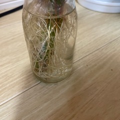 観葉植物