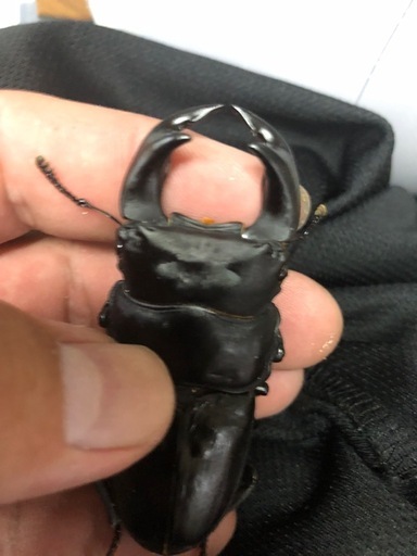 極太阿古谷ペア　75ミリ　顎幅7.1ミリ