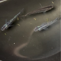 メダカ