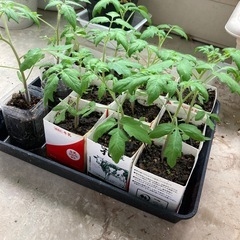 中玉トマト　苗　家庭菜園