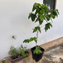 観葉植物　コーヒーの木　