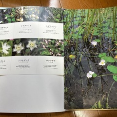 山野草の写真
