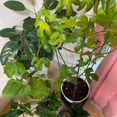観葉植物　数種類　