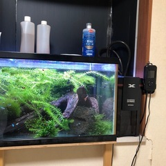 熱帯魚