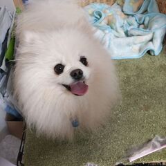 男の子引退犬ポメラニアン
